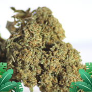 Orange Bud