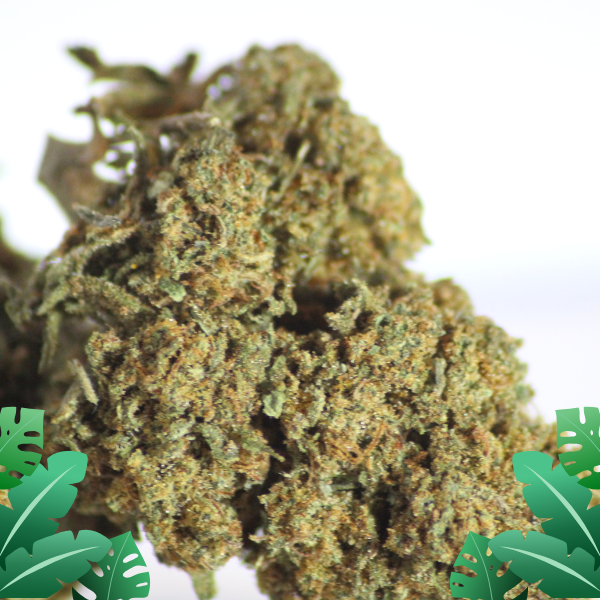 Orange Bud